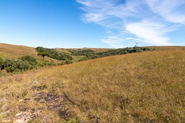 Orman ve mavi gökyüzü olan çiftlik arazisi, Cambara do Sul, Rio Grande do Sul, Brezilya