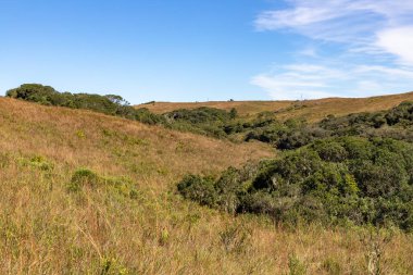 Orman ve mavi gökyüzü olan çiftlik arazisi, Cambara do Sul, Rio Grande do Sul, Brezilya