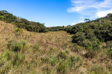Orman ve mavi gökyüzü olan çiftlik arazisi, Cambara do Sul, Rio Grande do Sul, Brezilya