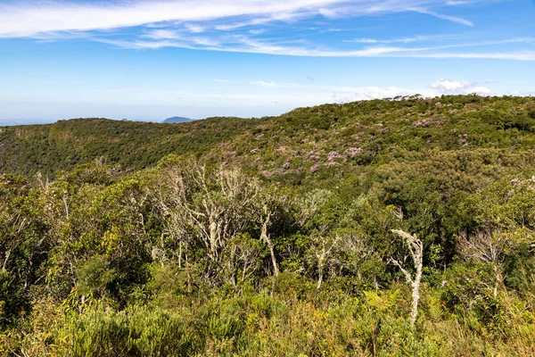 İndios Coroados Kanyonu üzerindeki orman, Cambara do Sul, Rio Grande do Sul, Brezilya
