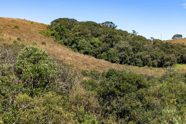 Orman ve mavi gökyüzü olan çiftlik arazisi, Cambara do Sul, Rio Grande do Sul, Brezilya