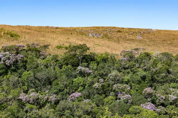 Orman ve mavi gökyüzü olan çiftlik arazisi, Cambara do Sul, Rio Grande do Sul, Brezilya