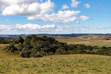 Araucaria ağaçları ve çiftlik arazisi, Cambara do Sul, Rio Grande do Sul, Brezilya