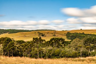 Araucaria ağaçları ve çiftlik arazisi, Cambara do Sul, Rio Grande do Sul, Brezilya