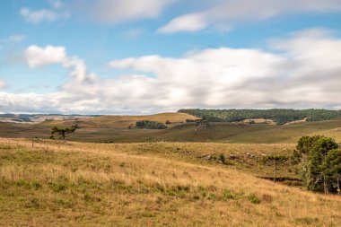 Araucaria ağaçları ve çiftlik arazisi, Cambara do Sul, Rio Grande do Sul, Brezilya