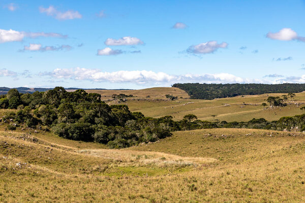 Araucaria trees and farm field, Cambara do Sul, Rio Grande do Sul, Brazil