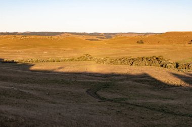 Gün batımında Araucaria ağaçları ve çiftlik arazisi, Cambara do Sul, Rio Grande do Sul, Brezilya