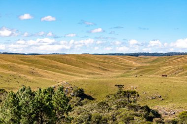 Bir çiftlik arazisindeki çayır, Cambara do Sul, Rio Grande do Sul, Brezilya