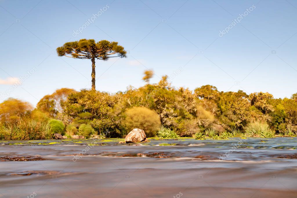 River with vegetation, rocks and Araucaria tree, Cambara do Sul, Rio Grande do Sul, Brazil