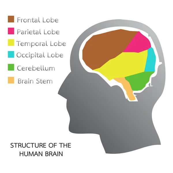Δομή του ανθρώπινου εγκεφάλου — Διανυσματικό Αρχείο