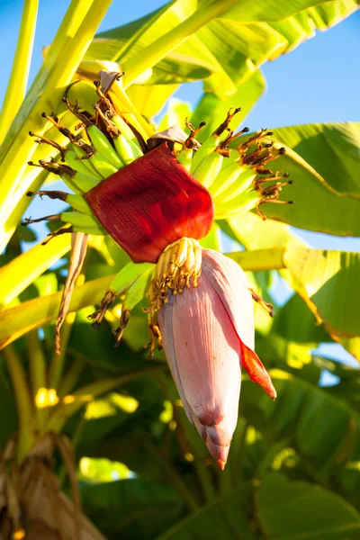 Bananenblüte — Stockfoto