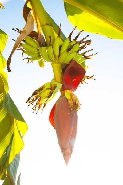 Flor de plátano — Foto de Stock