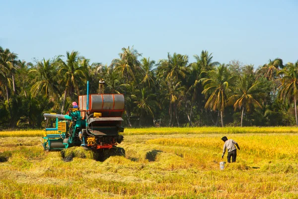 Récolte Voiture dans la rizière — Photo