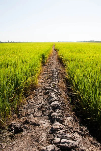 Estrada de lama rural através de campos de arroz verde — Fotografia de Stock