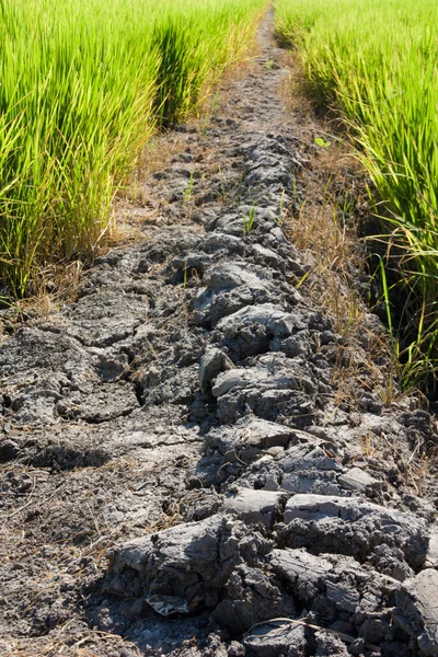Estrada de lama rural através de campos de arroz verde — Fotografia de Stock