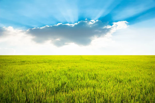 Campo di riso giallo con cielo blu e sfondo nuvola — Foto Stock