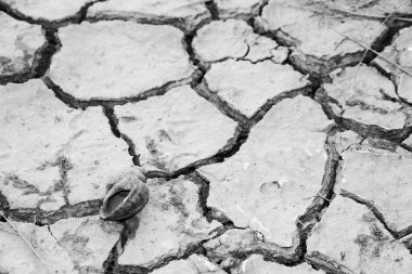 kuru zeminde salyangoz