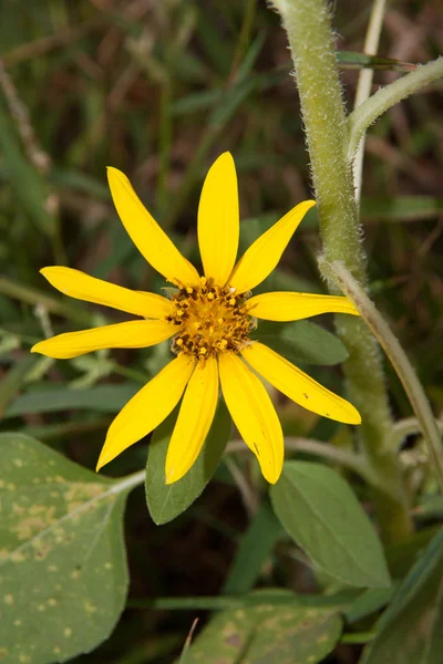 Kleine Sonnenblume — Stockfoto