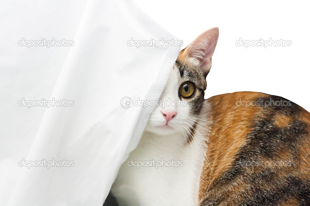 Cat hiding behind a curtain