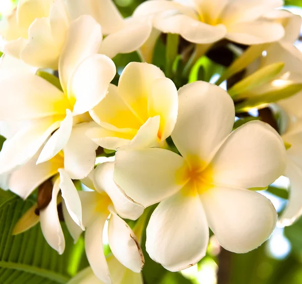 Frangipani blommor — Stockfoto