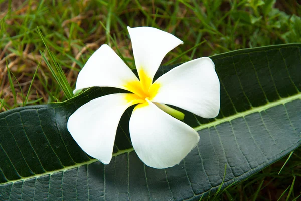Flores tropicais frangipani — Fotografia de Stock