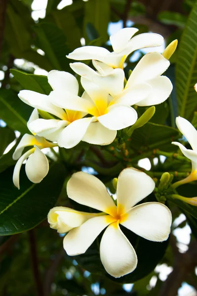 Fiori frangipani bianchi e gialli con foglie — Foto Stock