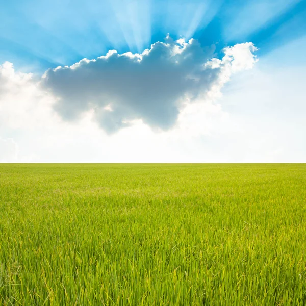Campo di riso e cielo blu con nuvola — Foto Stock