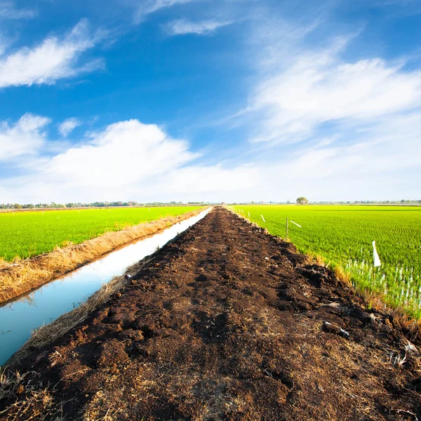 Pathway in rice field and blue sky with cloud — Stock Photo, Image