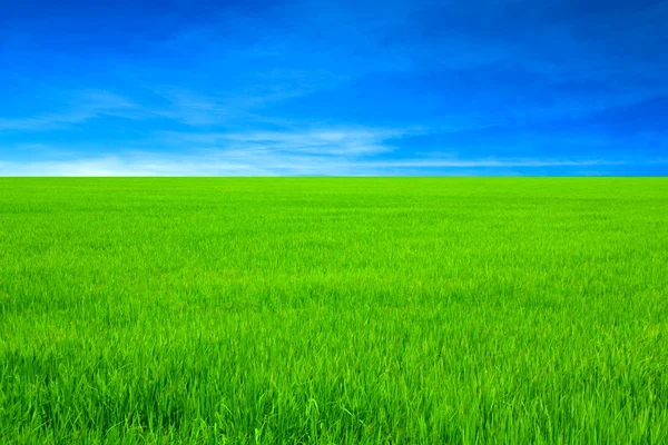 Green rice field and bright blue sky — Stock Photo, Image
