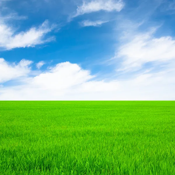 Campo di riso verde e cielo blu brillante — Foto Stock