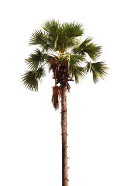 Beyaz arka plan üzerinde izole sugar palm