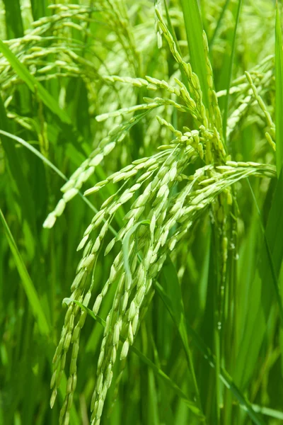 Planta de arroz no campo de arroz — Fotografia de Stock