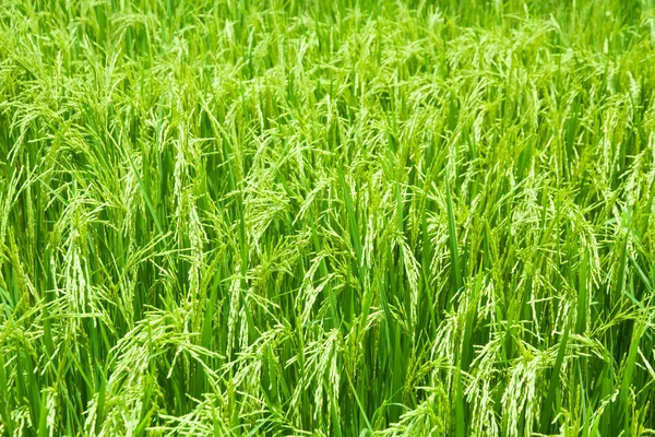 Plante de riz dans la rizière — Photo