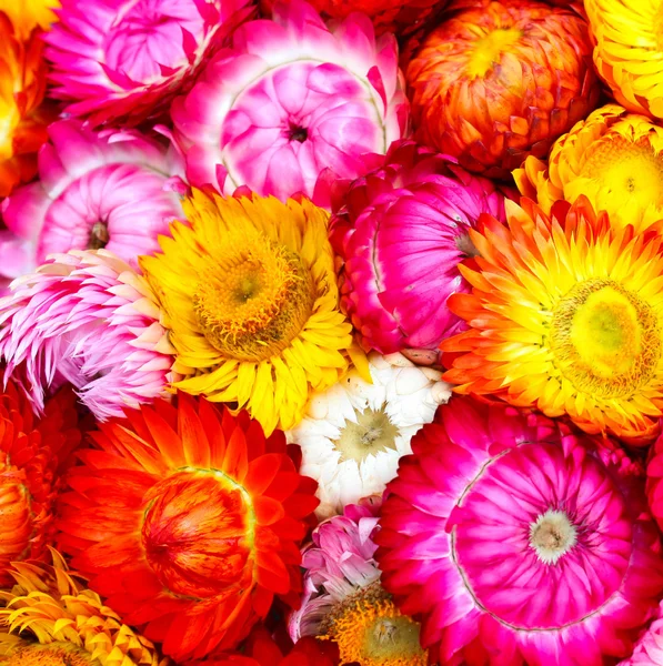 Bunga berwarna-warni — Stok Foto