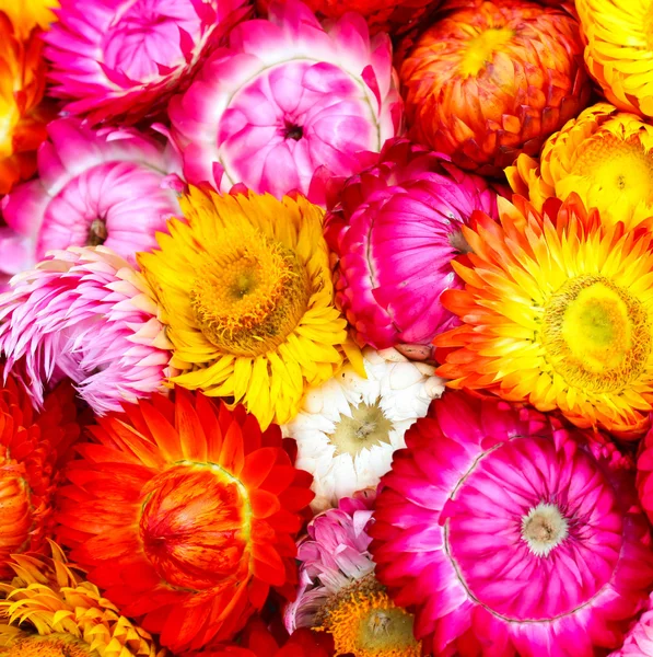 Fiori colorati — Foto Stock