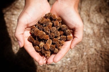 kadın el çam kozalağı holding