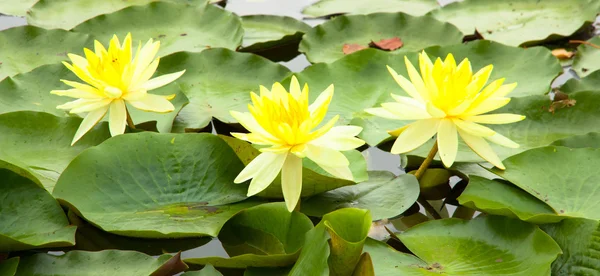 Желтый лотос цветет в пруду — стоковое фото