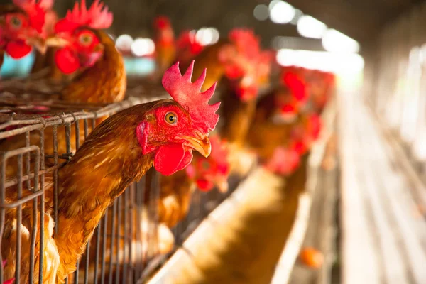 Eieren kippen op de lokale farm — Stockfoto