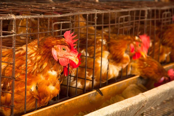 Ägg kycklingar på den lokala servergruppen — Stockfoto