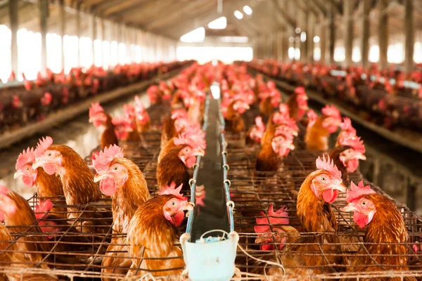 Eier Hühner auf dem örtlichen Bauernhof — Stockfoto