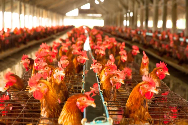 Eieren kippen op de lokale farm — Stockfoto