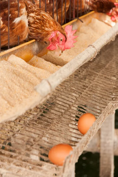 Yerel grupta yumurta tavuklar — Stok fotoğraf