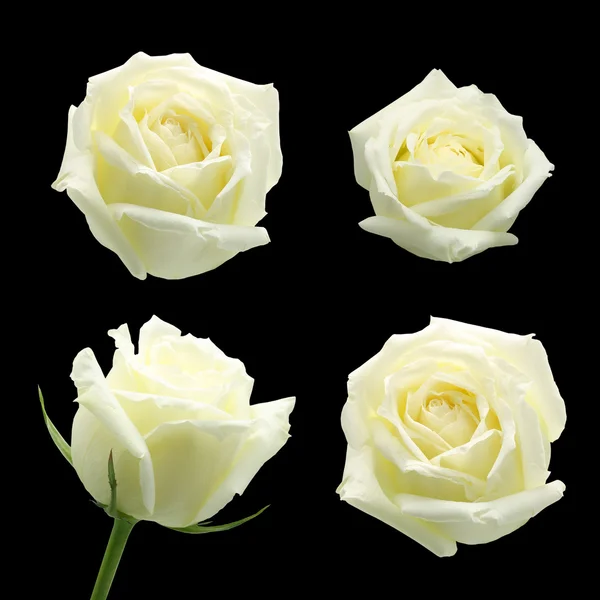 Siyah arkaplanda beyaz gül izole