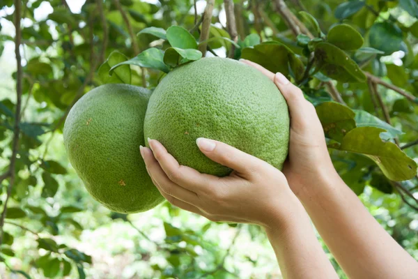 Kvinnor hand håller en grapefrukt — Stockfoto