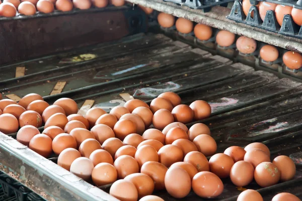 Máquinas de ovos de tamanho separado — Fotografia de Stock
