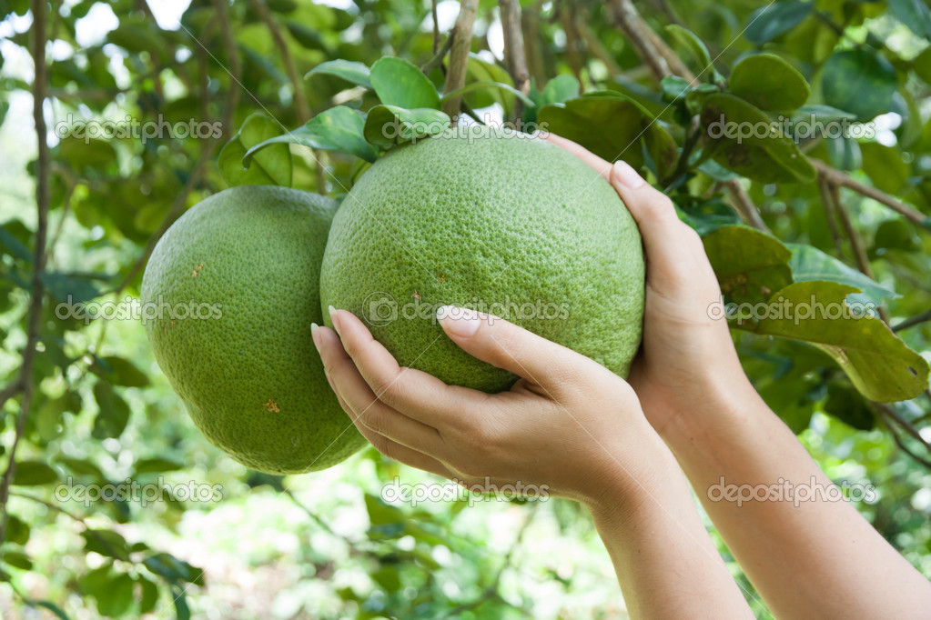 Women hand holding a grapefruit — Stock Photo © comzeal 31516363