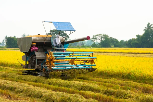 Colheita de carro no campo de arroz — Fotografia de Stock