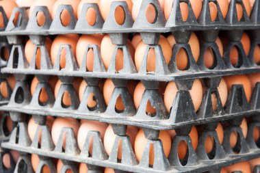 Pakette yumurtalar var.