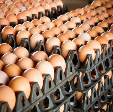 Pakette yumurtalar var.