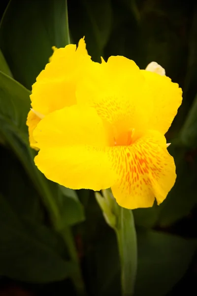 Yellow canna flower plants — Stock Photo, Image